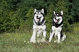 ALASKAN MALAMUTE 362